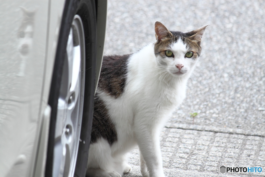 猫がやって来た～　＾＾