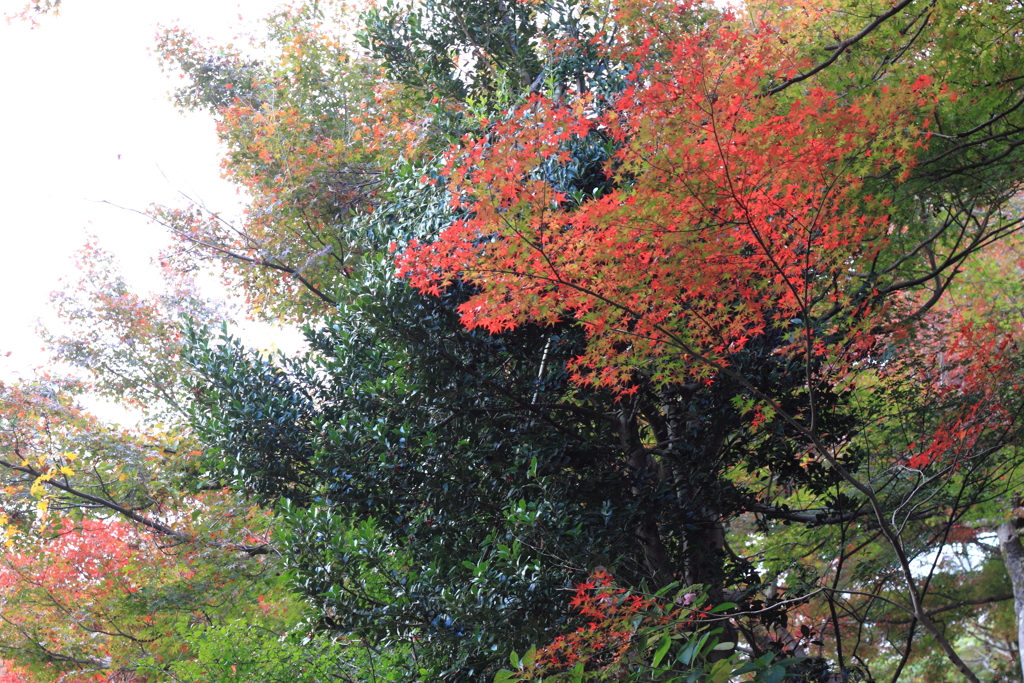 呉羽山・・紅葉散策