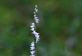 捩花　２