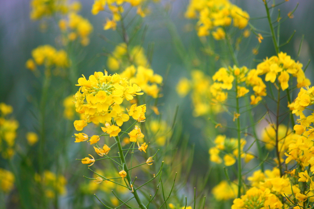 菜の花の黄金色で春を感じる
