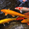 城址公園の鯉池２