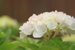 紫陽花・・グリーンボール