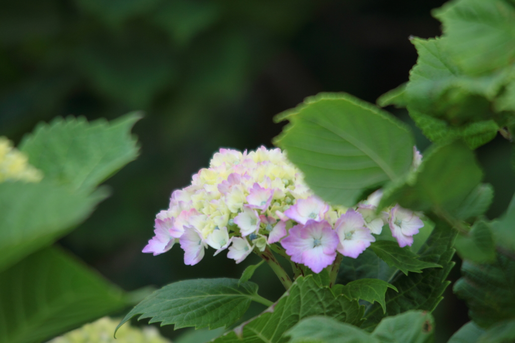 紫陽花さん・・おはよう