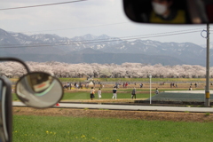 シャトルバス前方より見る朝日舟川　花見模様