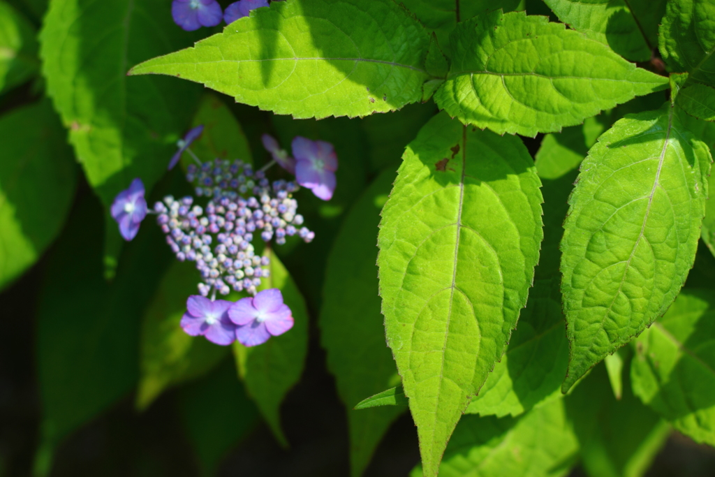 額紫陽花
