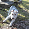 公園散策で出会ったワンちゃん