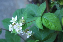 ブラックべリーの花