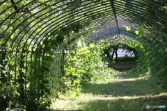 薬草植物トンネル