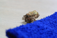 僕脱皮しちゃったんだ"(-""-)"