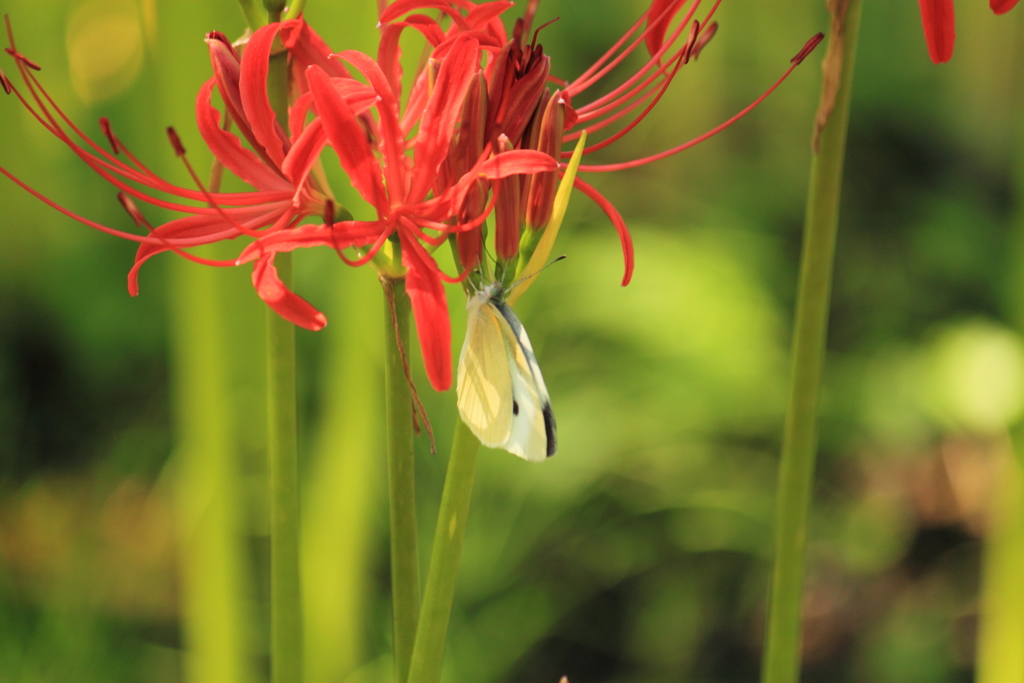 咲き始めた曼珠沙華にモンシロがやってきた～