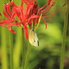 咲き始めた曼珠沙華にモンシロがやってきた～