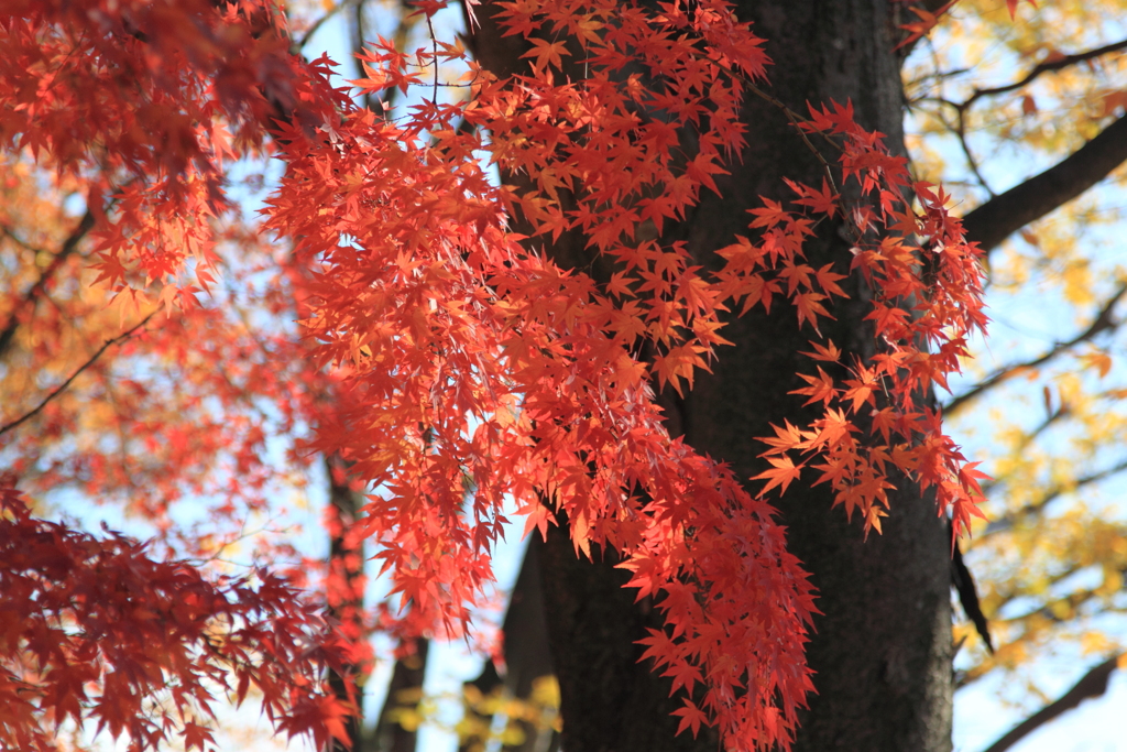 見惚れる紅葉