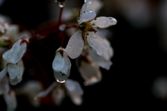 雨上がり