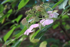 紫陽花が元気そう