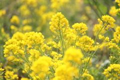 黄金色で希望を湧かせてくれる菜の花