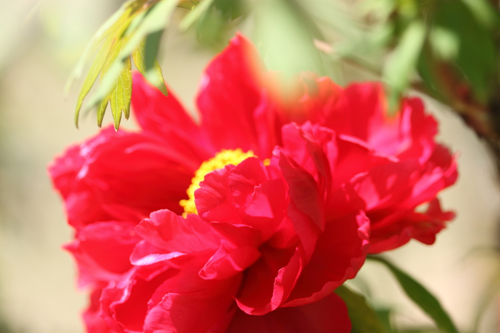 華　