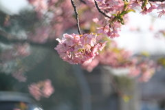 はや咲いてた～河津桜２