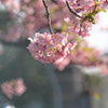 はや咲いてた～河津桜２
