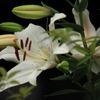 散歩道の花　＾＾