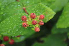 雨滴が一杯ヒべリカム