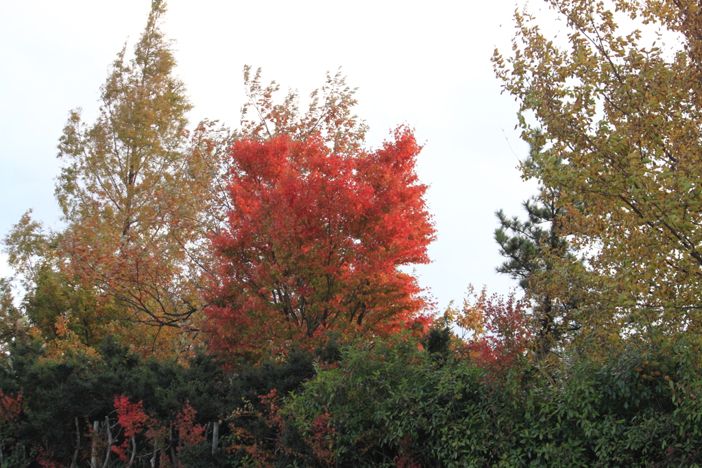 見事な紅葉発見　(^'^)