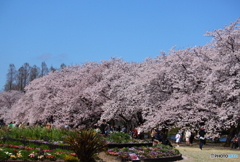 風はやや強く花吹雪が舞って味わい深い花見日和