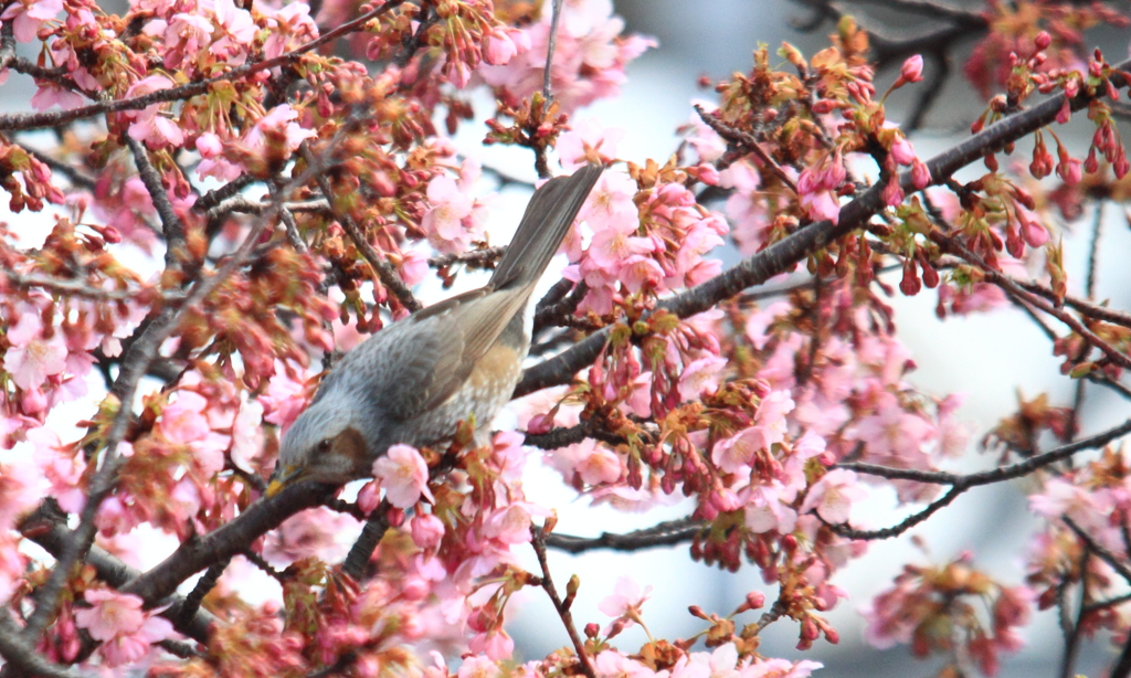 河津桜とヒヨドリ