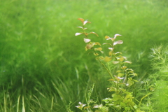 富山県の水草水槽