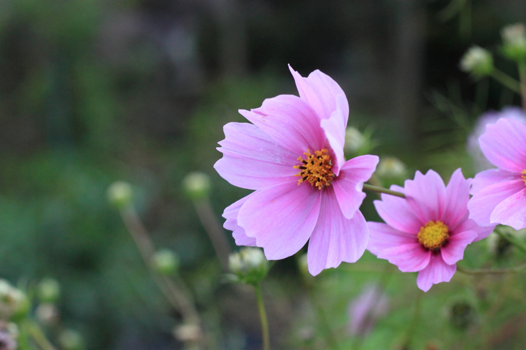 出逢えて嬉しい今朝の秋桜