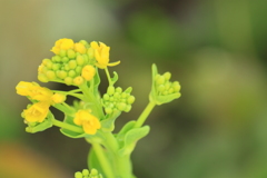春を告げる菜の花