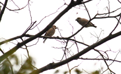 聞きなれない囀り見上げると