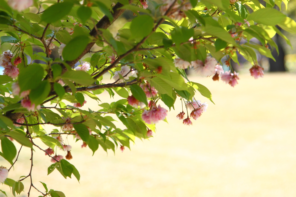 入善乙女菊桜