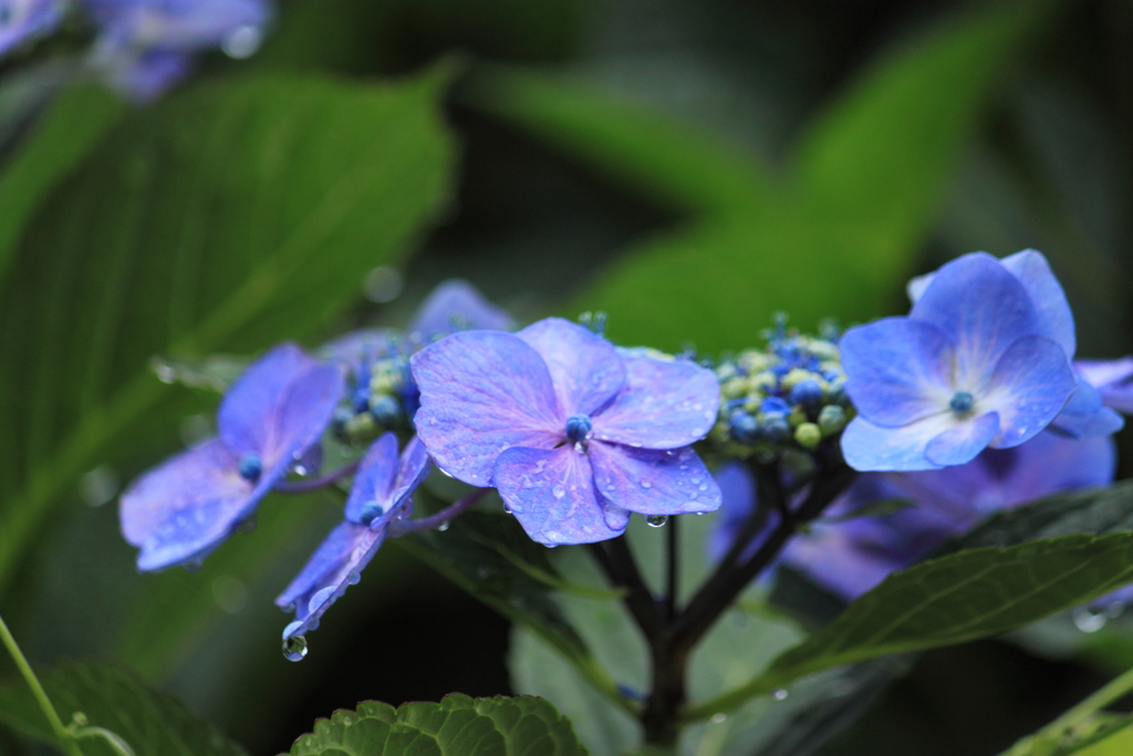 紫陽花