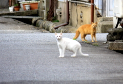 漁港の猫