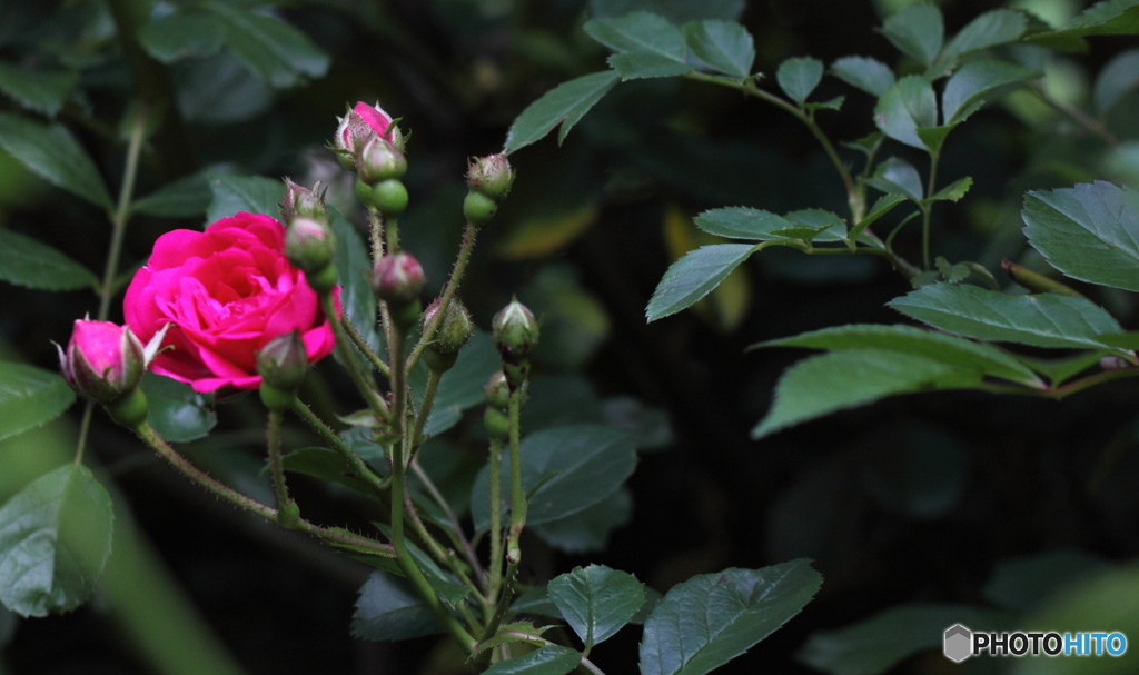 私を見てとバラの花