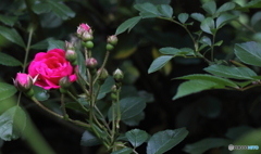 私を見てとバラの花