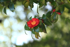 山茶花も見れたし嬉しい公園散歩