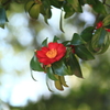 山茶花も見れたし嬉しい公園散歩