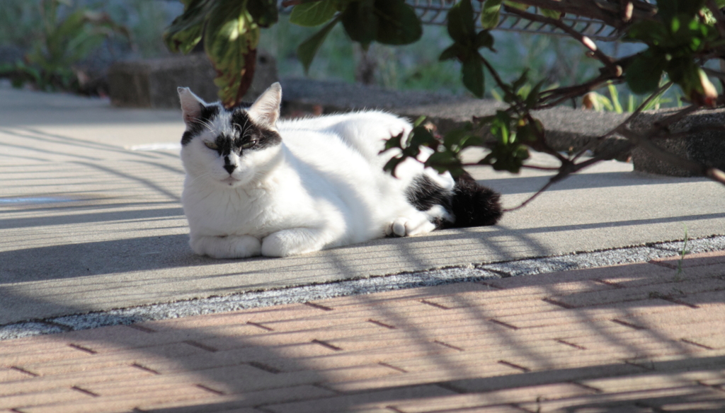 チョットだけでも涼しい場所で休みたい猫ちゃん