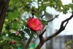 雪の朝の山茶花