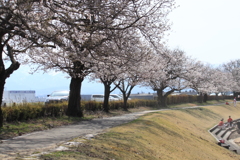 常願寺公園桜並木