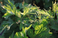 朝陽に輝く・・草