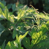 朝陽に輝く・・草