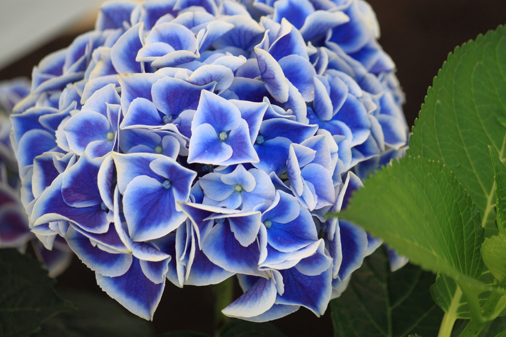 紫陽花・・ホットチボリ