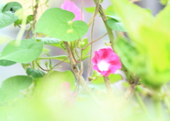 明るい気持ちにさせてくれる朝顔＾＾