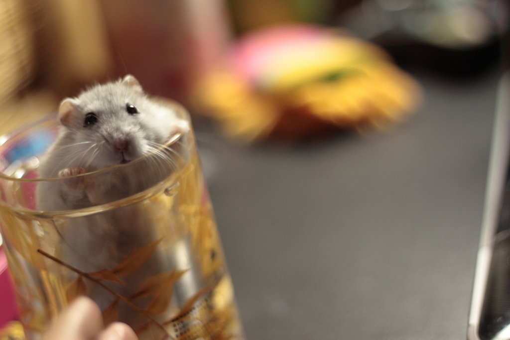 ハムスター・・ちびくん
