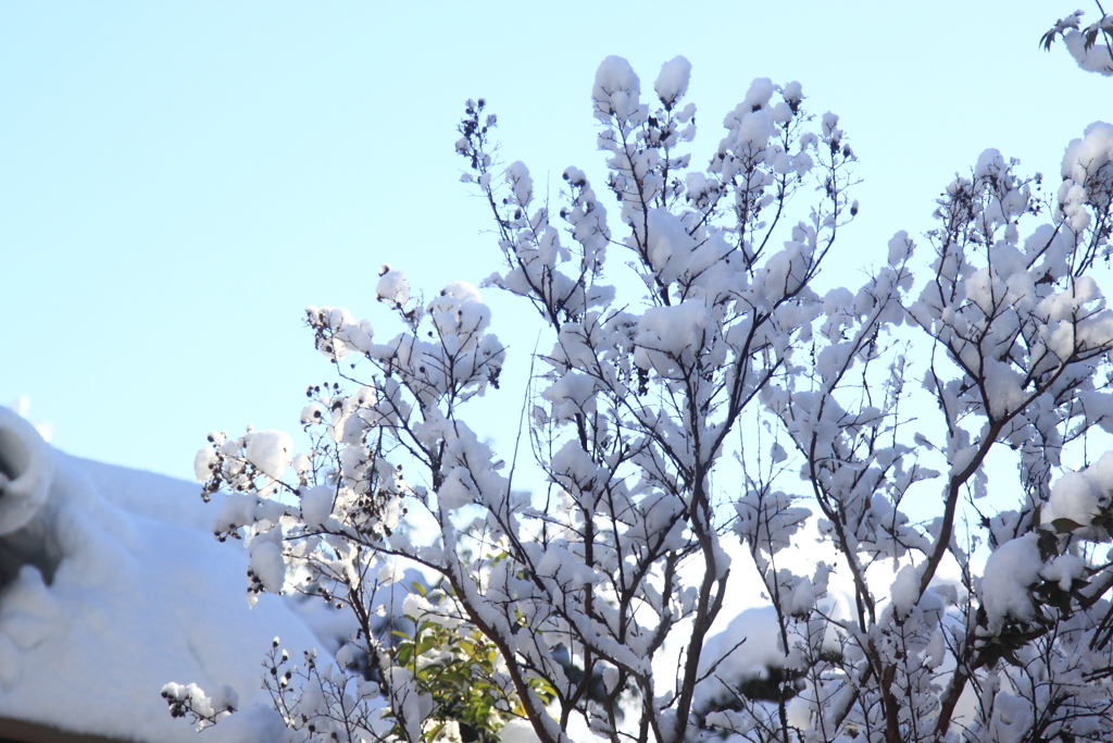 百日紅に雪の花