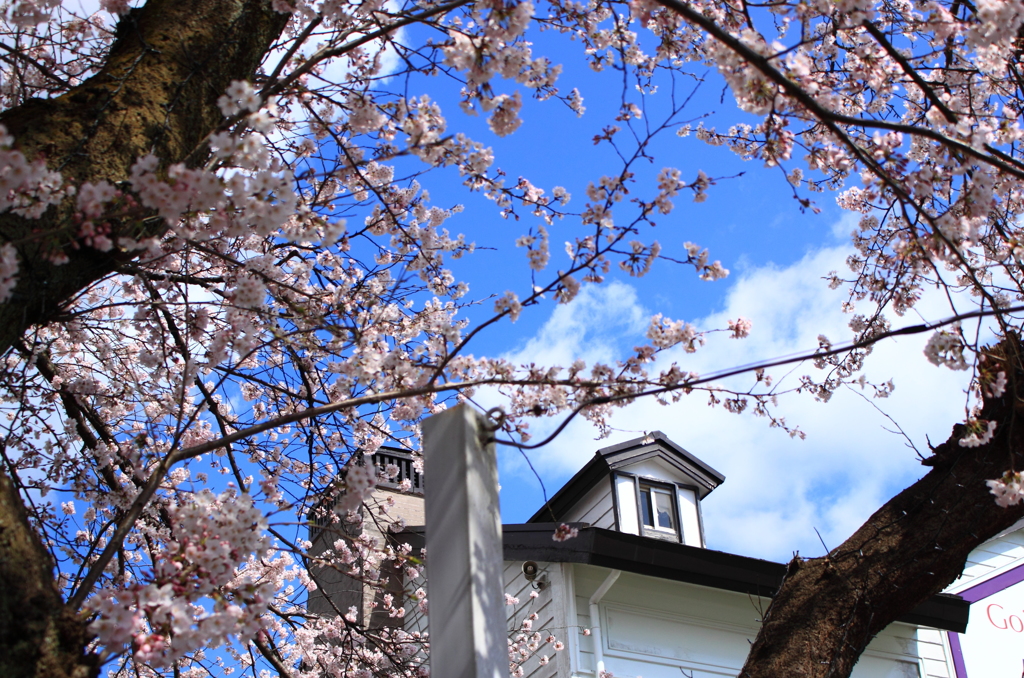 呉羽山　桜・・満開