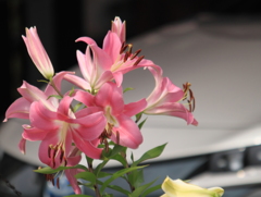 ほのかに香る百合の花