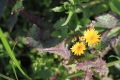 畔に咲く黄色が目を惹くタンポポの花